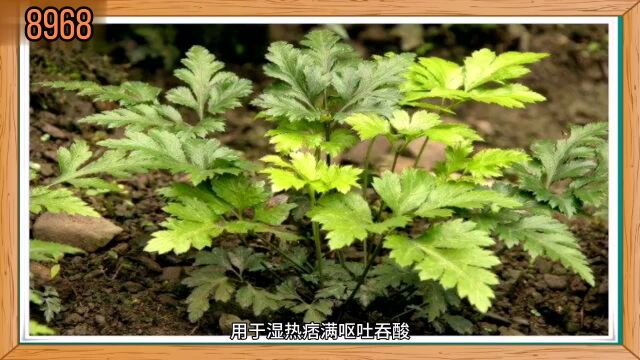 第13集 | 识中华本草之《黄连》