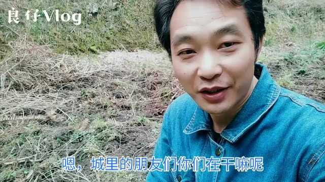 疫情期间挖山里的中药材玉竹,前几年67块钱一斤,今天能挖多少