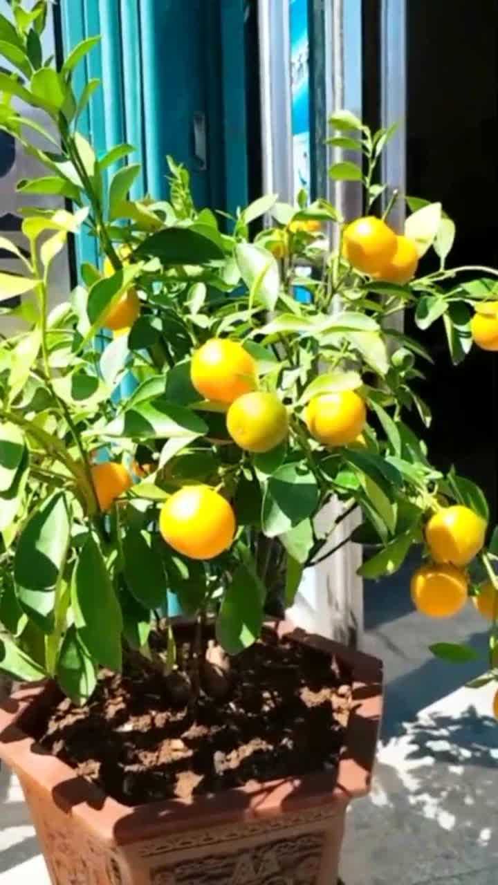 橘子树盆栽种植方法图片