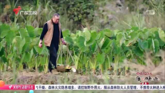 老广的味道:荔浦香芋个头大,味道甘香软糯