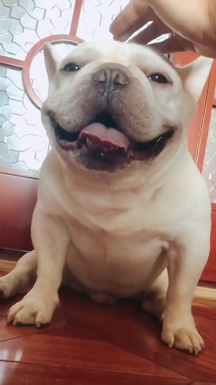 笑起来最甜的法斗,不接受任何反驳