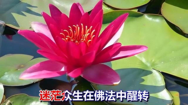 一首歌曲《金华莲花开》