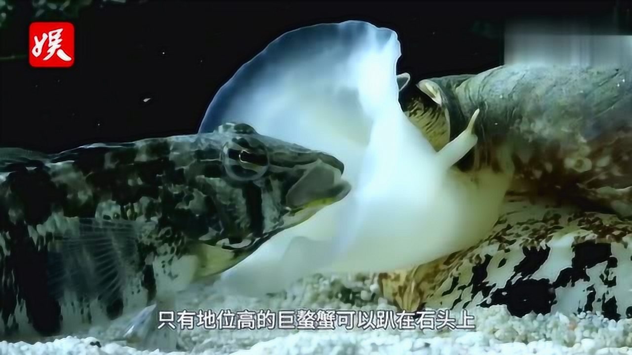 世界上最大的螃蟹曾经还杀死过不少人鲨鱼也只是它的口中食