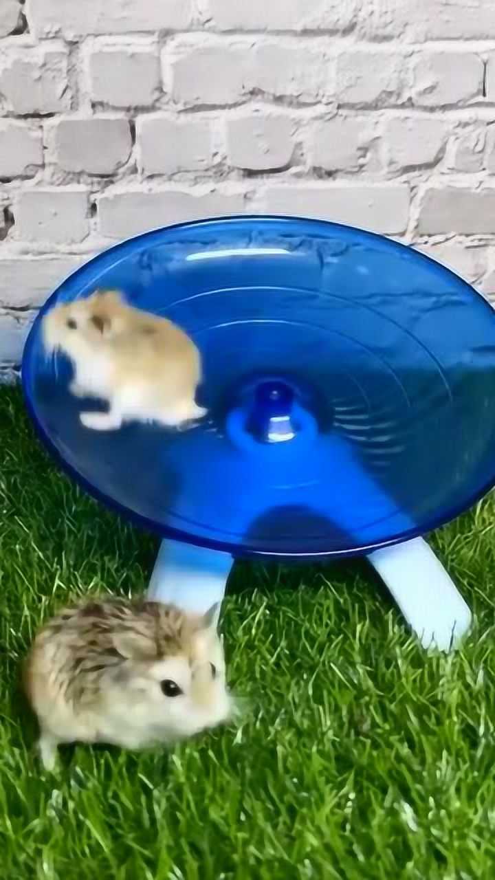 两只小仓鼠爬转盘,看到几秒后的一幕,请原谅我笑了
