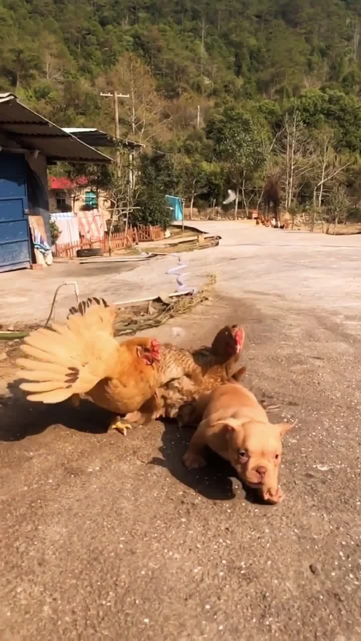狗狗被鸡追着打