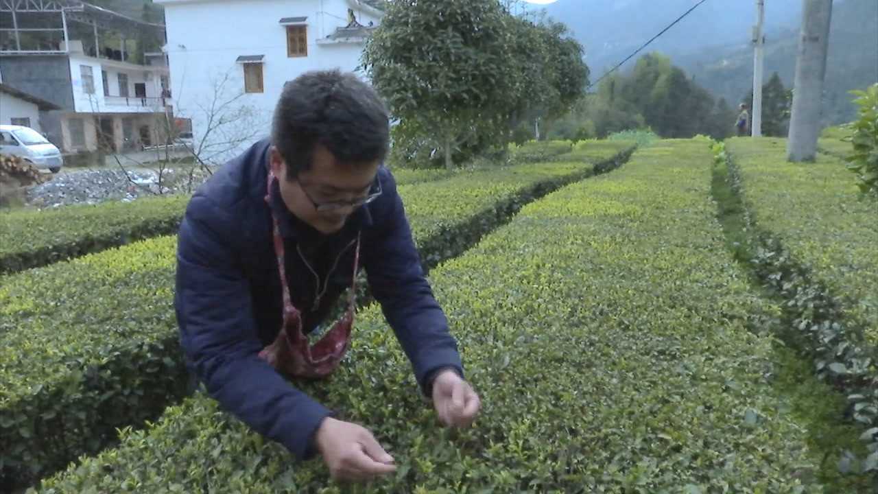 湖北恩施33万亩茶园陆续开采,第一批春茶即将上市腾讯视频