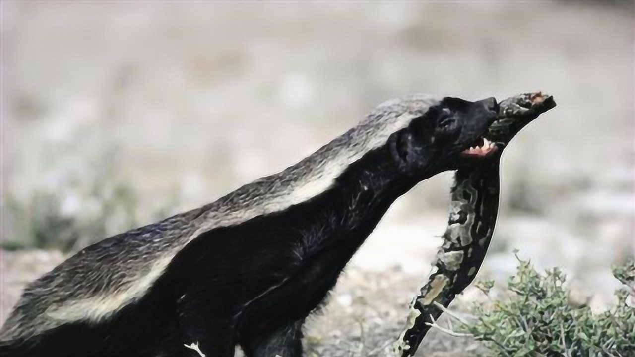 平头哥蜜獾单挑眼镜王蛇,上去就直接开吃,难得一见的激烈搏斗