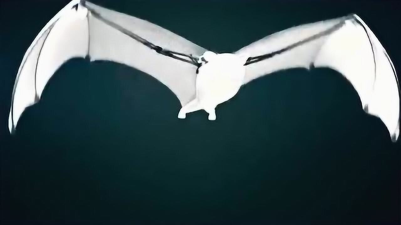 早在春秋时期,鲁班就发明了人造翅膀,智能仿生翅膀人类飞行不是梦!