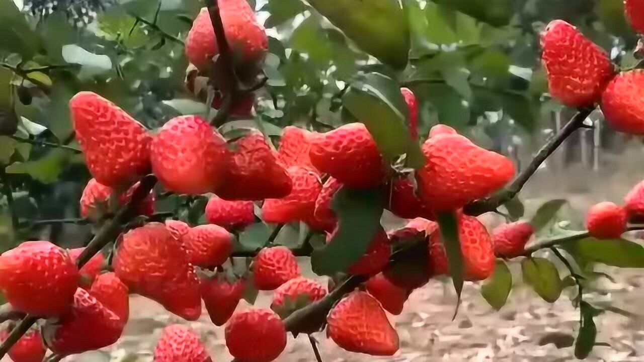 农村大学生种植的草莓,都在树上结果子了,而且产量非常的大!