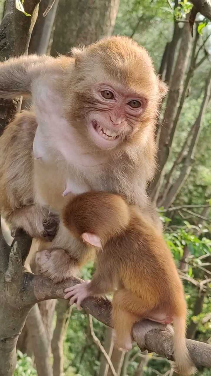 为了口吃的多么勉强的微笑可怜的猴儿啊