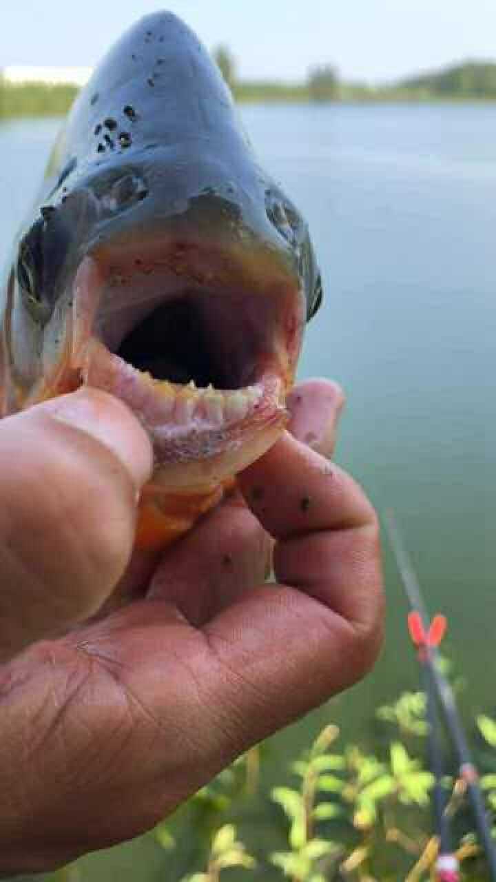 让你们看一看这条鱼的牙齿跟人的牙齿很像