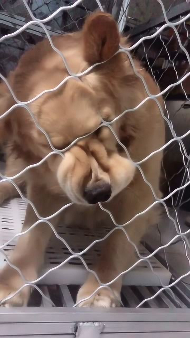 家中狗子闲得无聊就在那发呆一只狗子趴在栅栏上面表情真的好萌啊