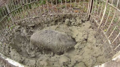 野猪被农场主抓住后，要不是镜头记录，谁能想到野猪还挖地洞？