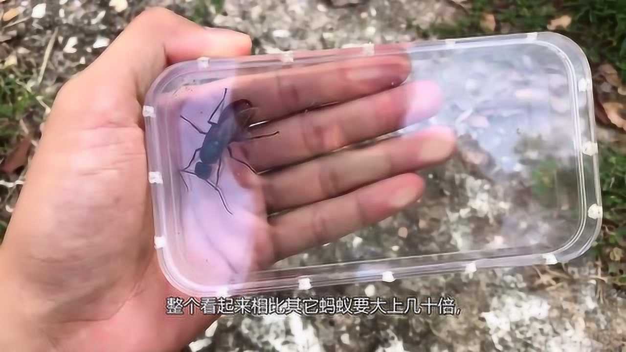 世界上最大的蚂蚁公牛蚁有37厘米