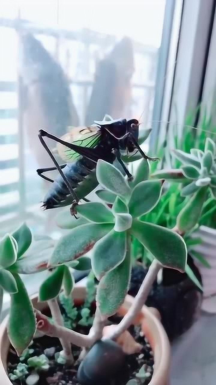 铁翅蝈蝈儿,今天可真给我面子,这叫声让我凌晨五点就起床了