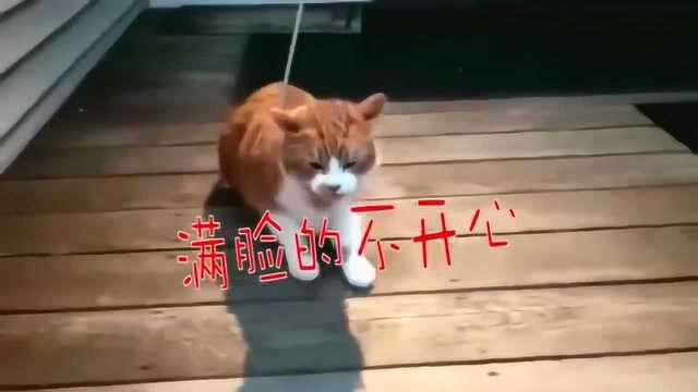 铲屎官太晚回家,猫咪守在门口:你是不是在外面有其他猫了