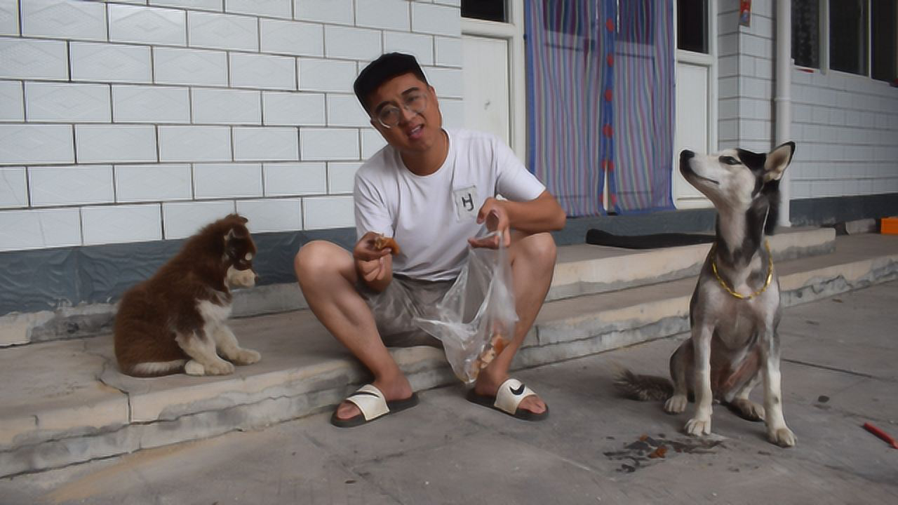 小吉和阿拉斯加偷吃烤鸭,谁知被哈士奇意外回家发现了