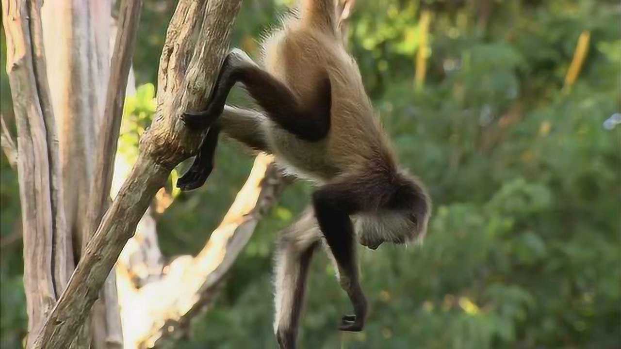 蜘蛛猴的四肢又细又长,尾巴就像是第五只胳膊,协调自如!