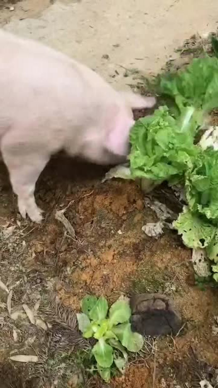 猪都喜欢吃什么青菜，好白菜都被猪拱了，事实证明一点都没有错！_高清1080P在线观看平台_腾讯视频