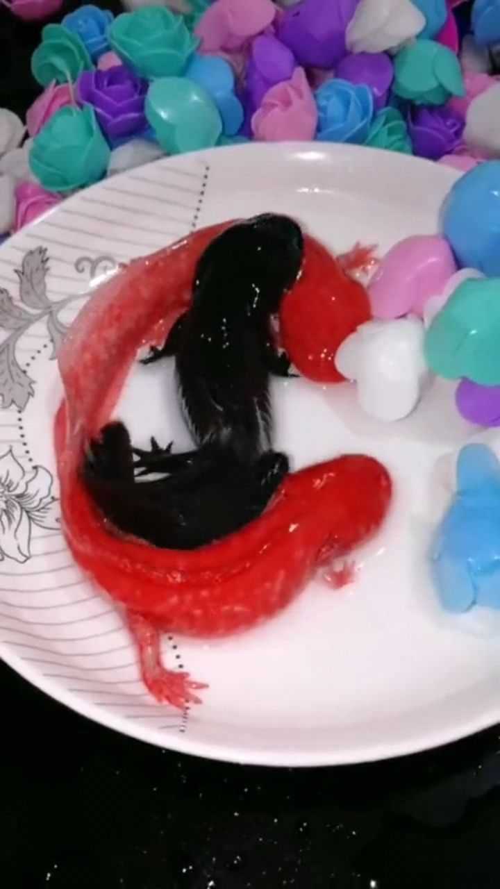 两只红色娃娃鱼,遇水就会变色