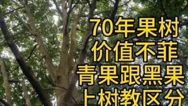 最贵的水果之一,70年的古董树,你们知道是什么果树吗?