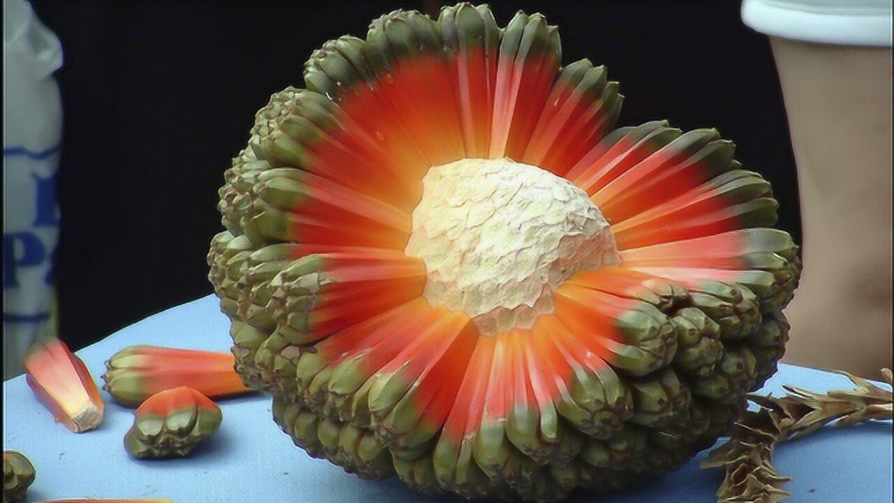 长得像菠萝,吃着像甘蔗!世界上最奇怪的水果哈拉果