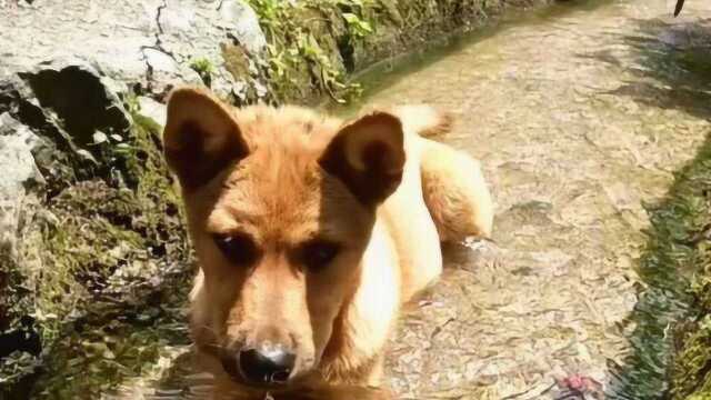 你们有雪糕空调,我有小河流水,想喝就喝