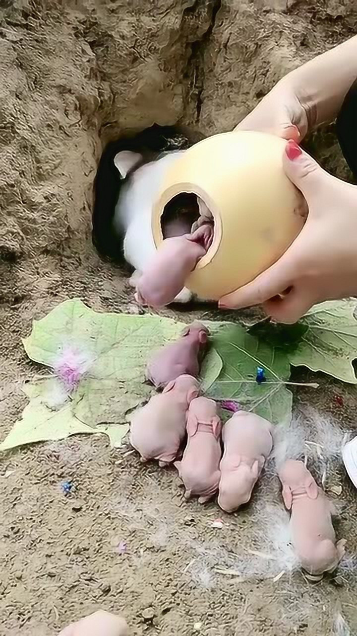 原来小兔子刚出生时是这样的,红彤彤的好可爱呀!