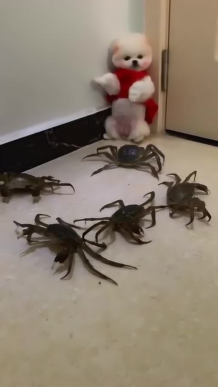 这大概是我见过混得最惨的狗了眼前一幕眼泪快笑出来了