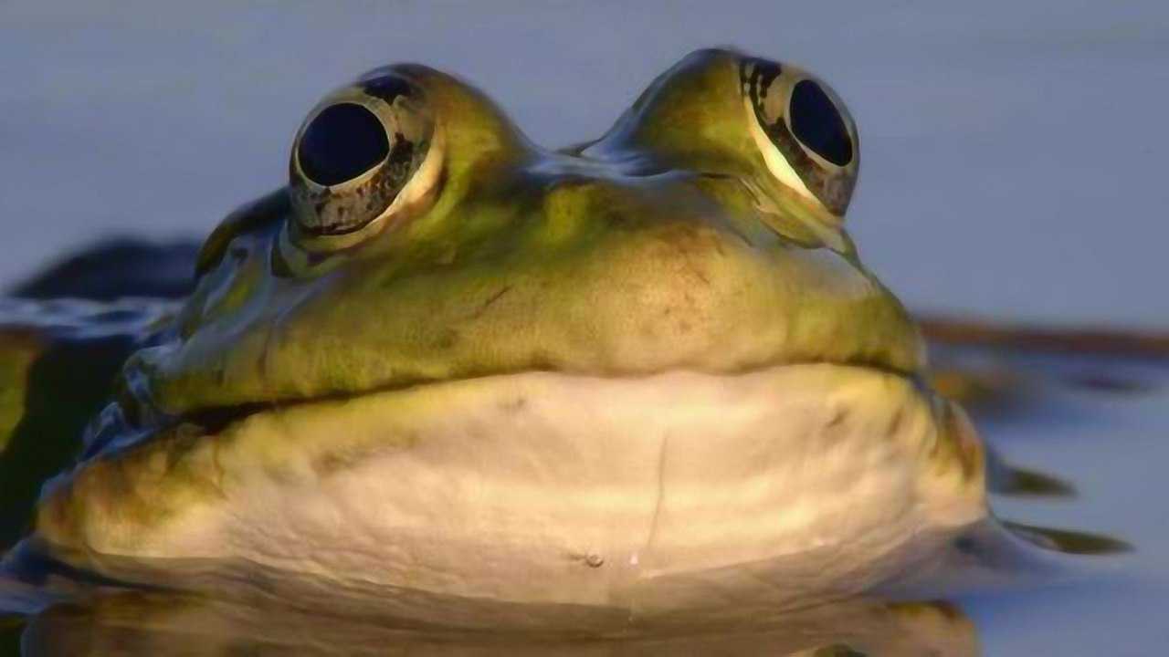 气鼓子青蛙图片