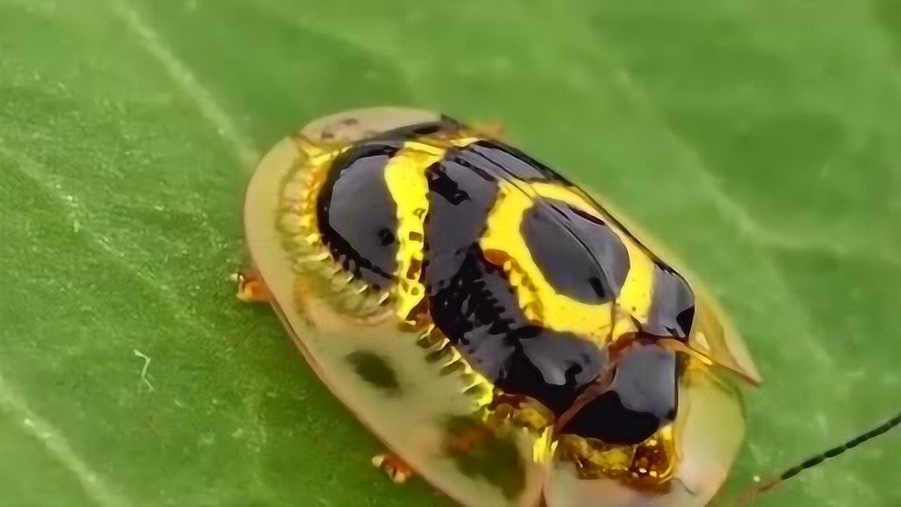 昆虫有很多种可是你见过世界上最小的昆虫吗竟然是它