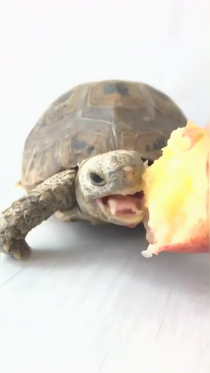 贪吃的小乌龟系列大早上就开始啃桃子这舌头一动一动太萌了