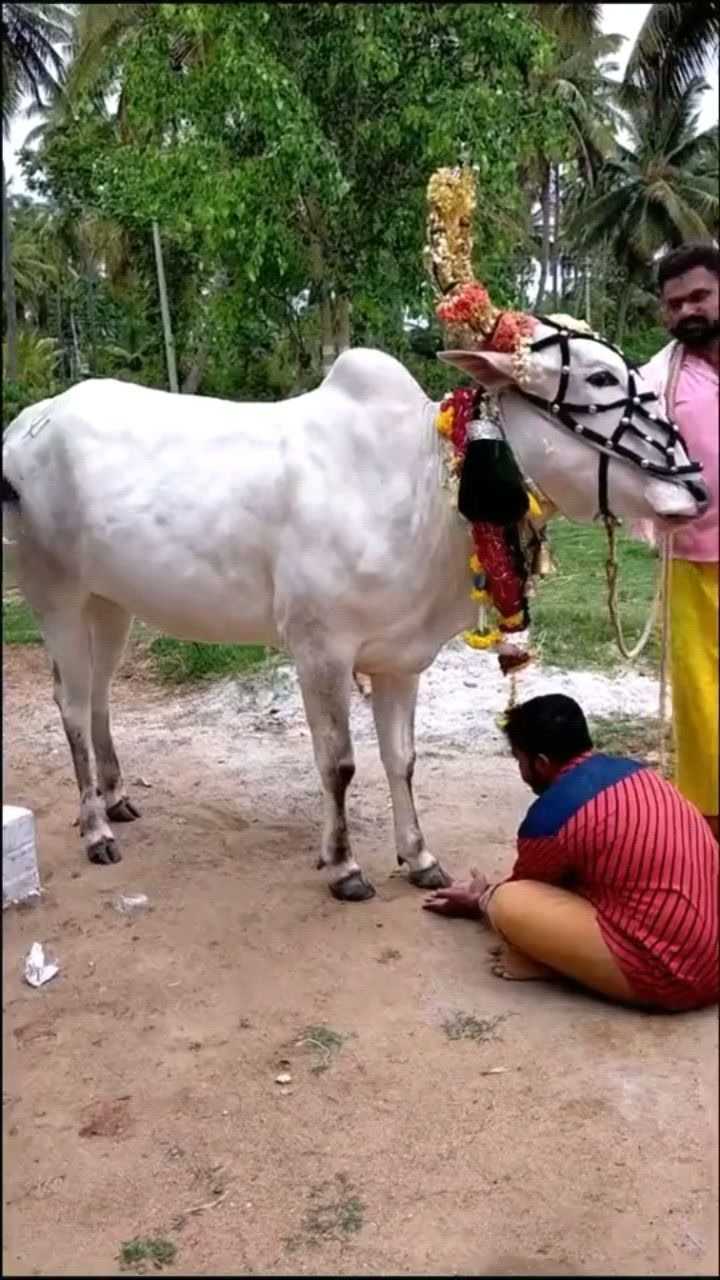 白牛在印度被奉为神牛人们没事就找它祈祷一下