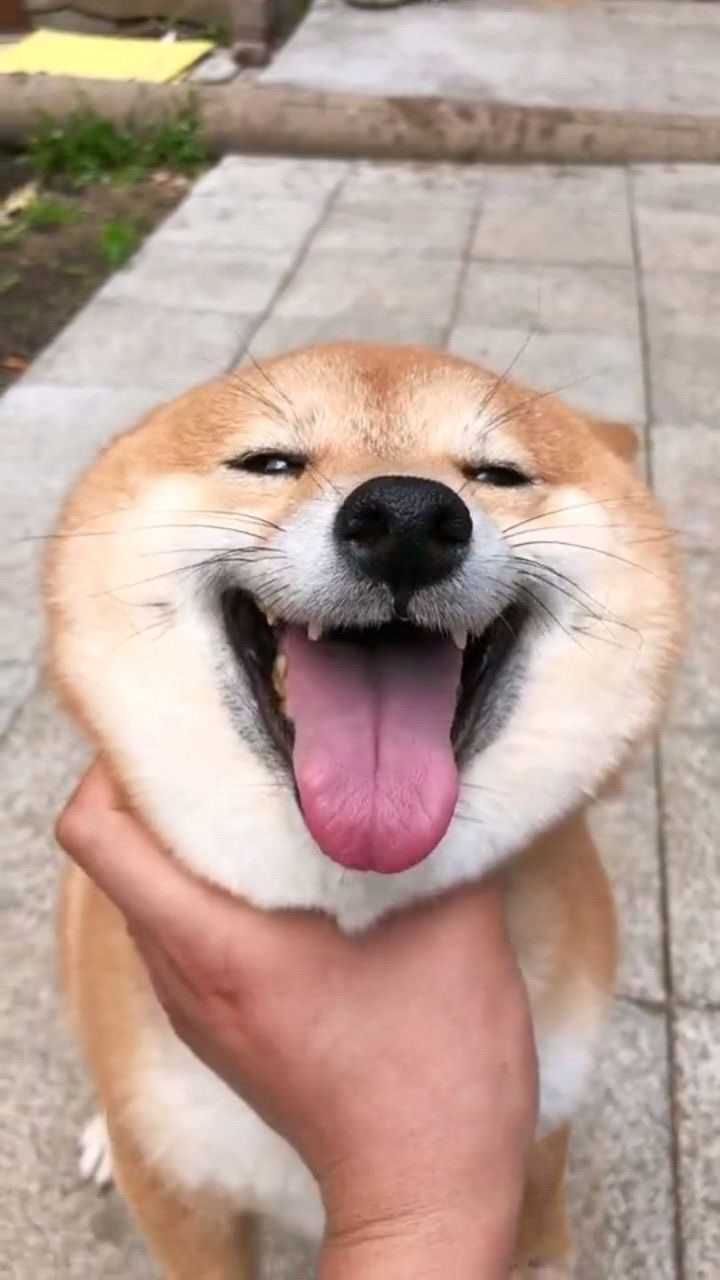 这是一只会假笑的狗,每次看到它虚伪的笑容,我就想打它一顿!