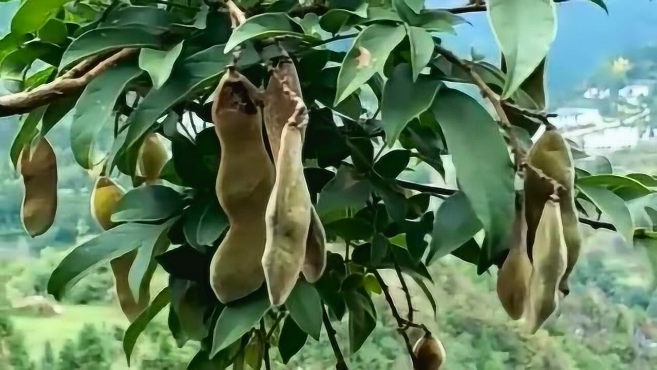 野生鸡血藤果实满满,形状有点像豆角,咱也不知道能不能吃!