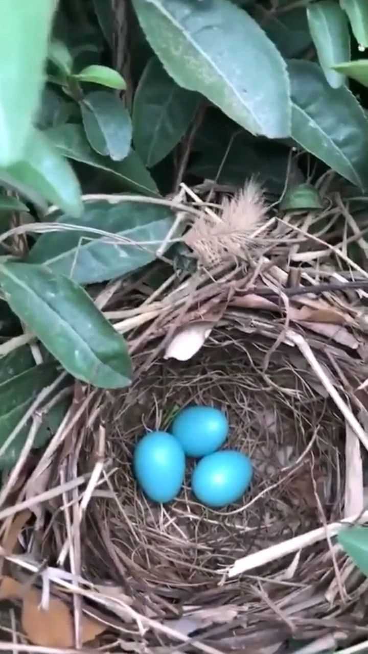 画眉鸟的蛋确实好看