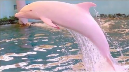 亚马逊河流域发现“粉色”海豚，少女心满满，真相却令人心疼！
