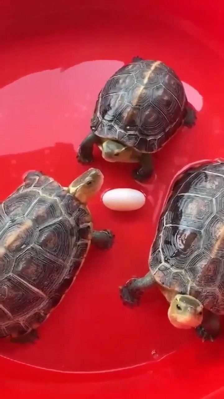 养了十多年的乌龟生了个蛋,不让我拿!这就是护犊子么?