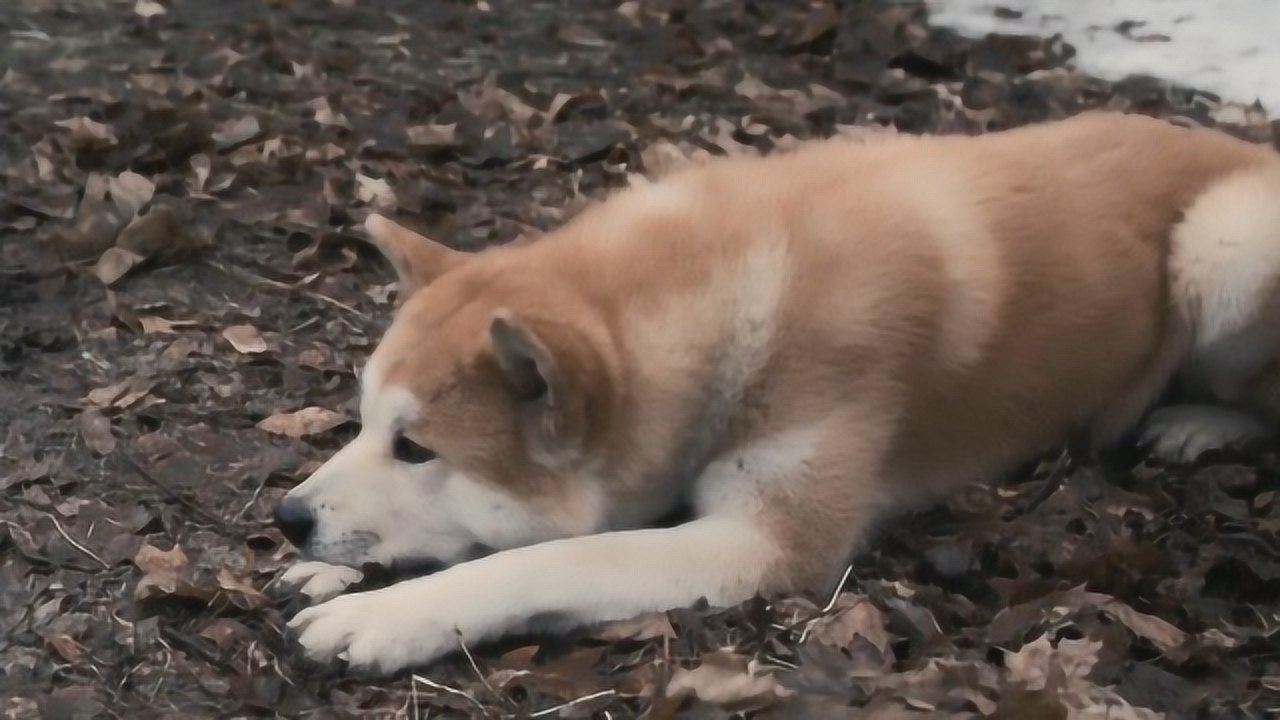 忠犬八公狗狗在想主人女儿也想爸爸可他永远回不来了