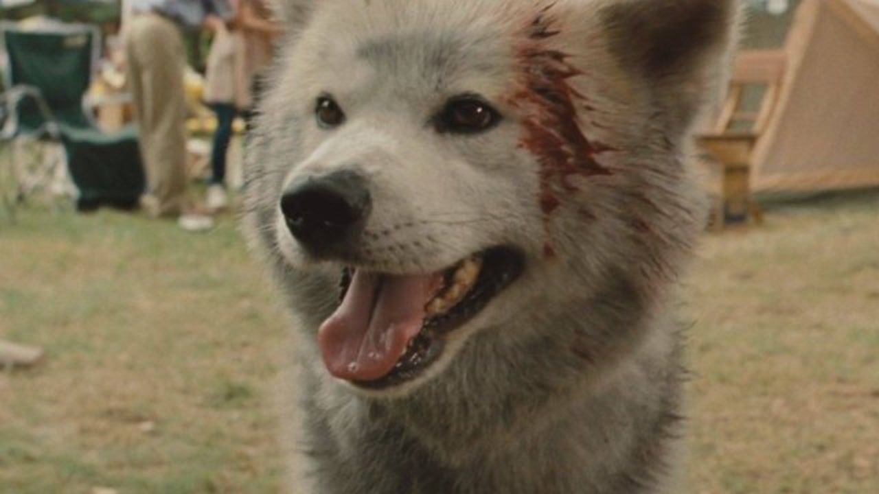 温情宠物电影《星守之犬》,狗狗想找点食物给主人,却被打成重伤