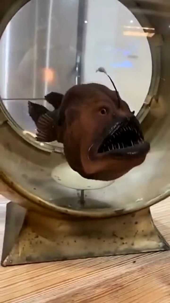 深海里的鮟鱇鱼长相太丑这就是传说中的灯笼鱼