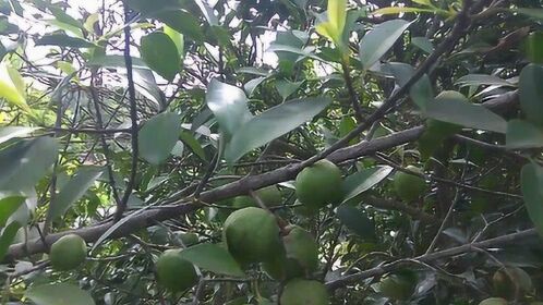 野生山竹树,挂果特别多,你见过吗