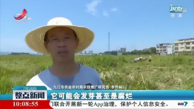 【行动起来 防汛救灾】九江柴桑区:抓好水稻抢收抢种 全力恢复灾后生产