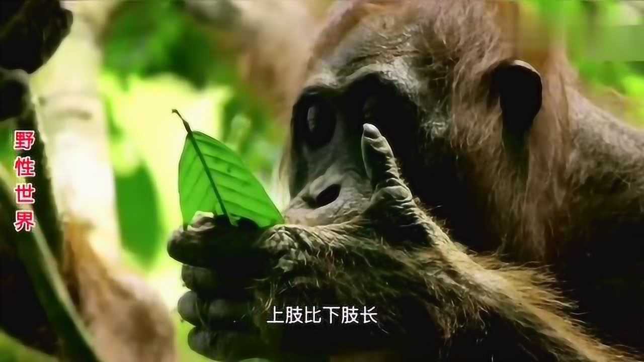 人类最直系的亲属红毛猩猩濒临灭绝竟是我们人类造成的