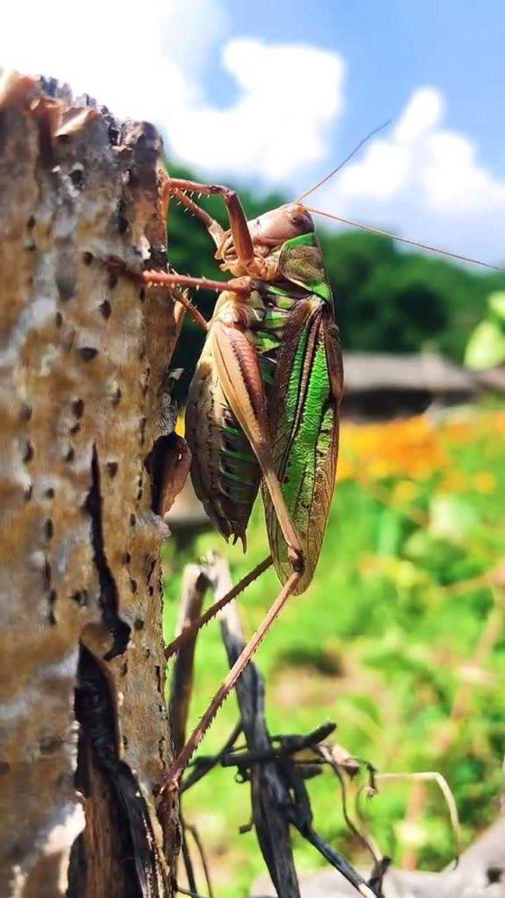 蝗虫声音图片