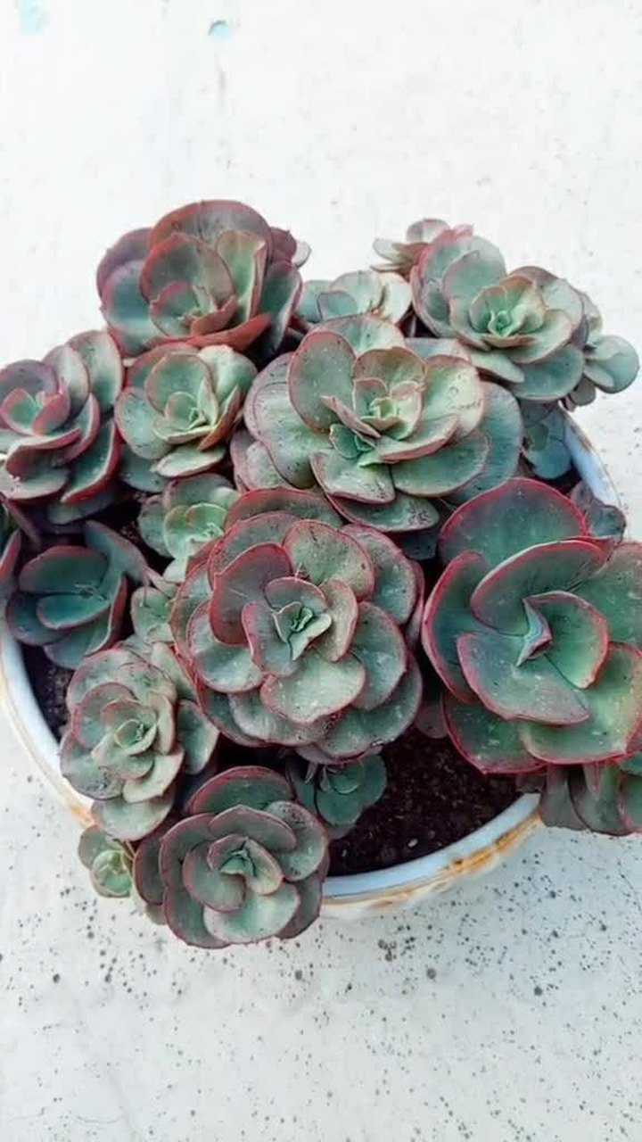 小叶秀妍,养着养着成了大叶秀妍,最后养成了初吻