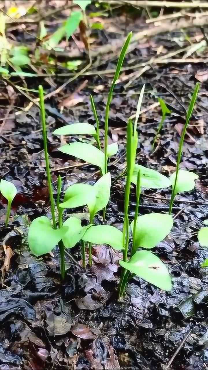 一支箭 功效图片