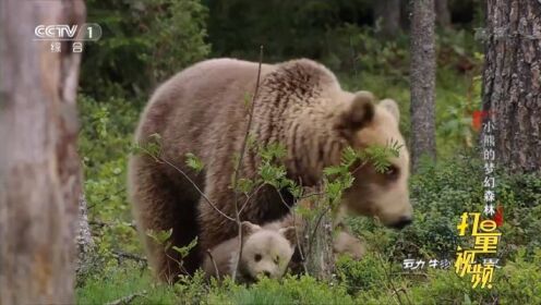 好奇小熊历险记|动物世界