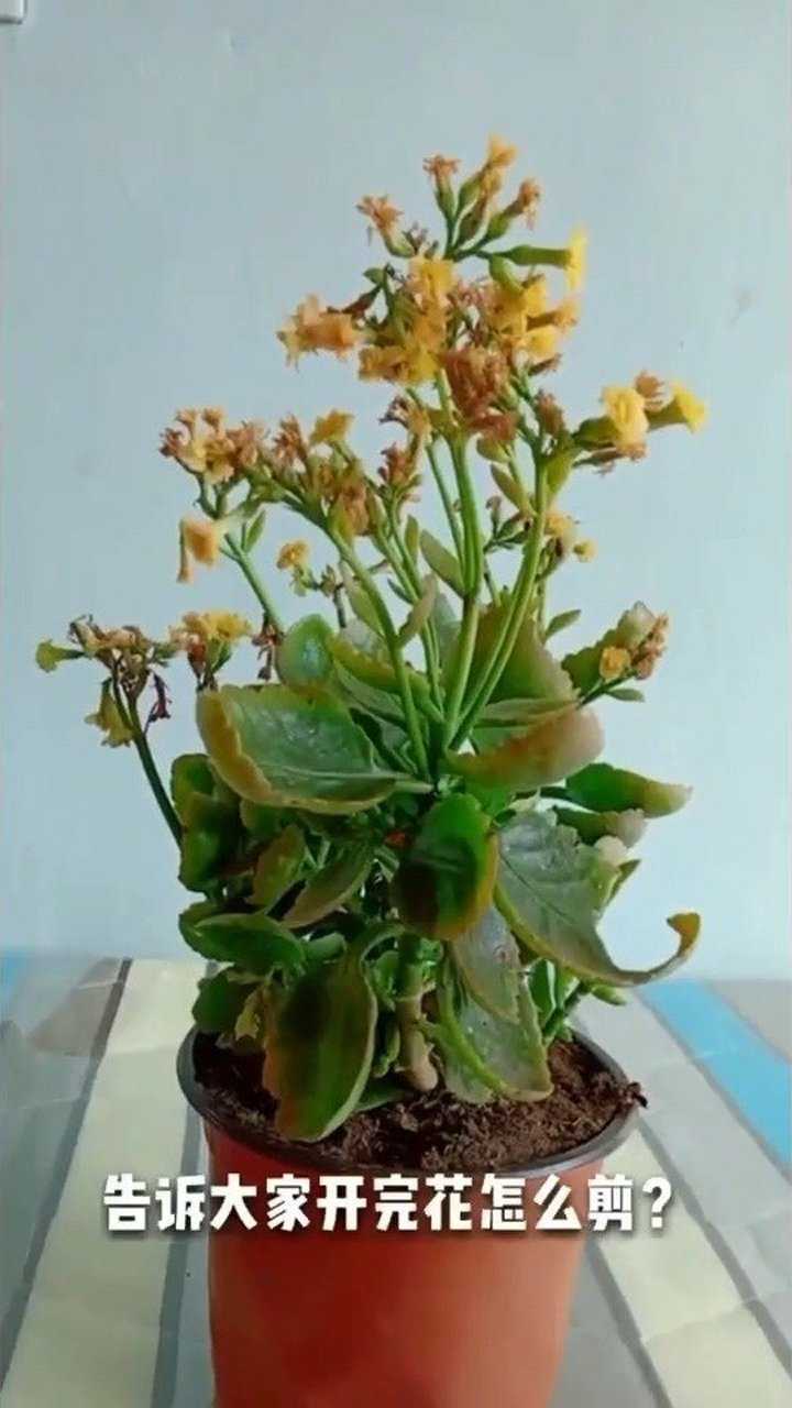 开败的长寿花,要学会修剪.