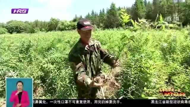 打造中药特色镇!阿城区小岭街道大力发展中药种植 引入种植大户